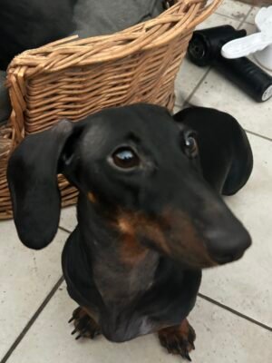 Teckel Mangeur de Carotte